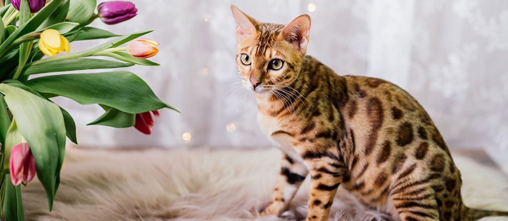 Most expensive pets – Bengal Cat