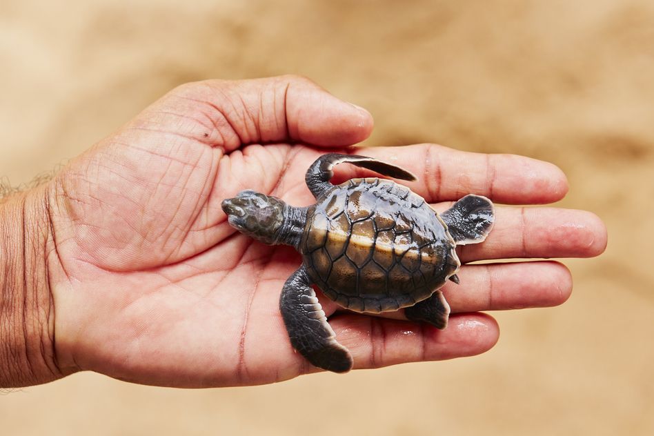 Baby Turtle held in hand
