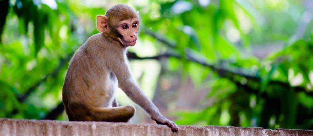 Most expensive pets - Rhesus Macaque