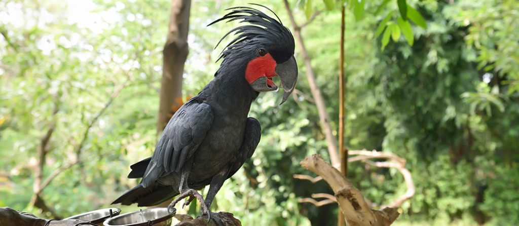 Most expensive pets – Black Palm Cockatoo