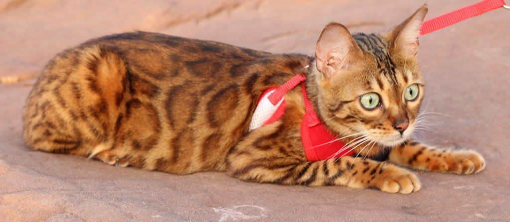 Most expensive pets – Savannah Cat