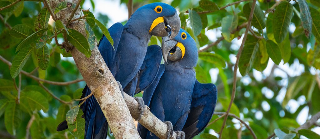 Most expensive pets – Hyacinth Macaw