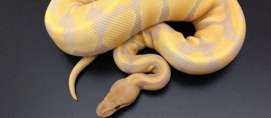 Most expensive pets – Lavender Albino Ball Python