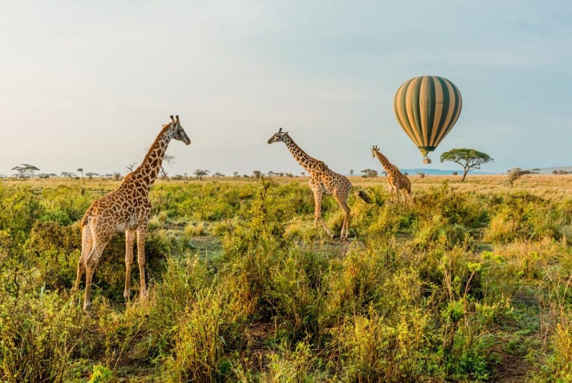 Giraffes standing in front of a passing Hot Air Balloon in The Serengeti in Serengeti National Park, Tanzania.