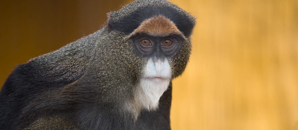 Most expensive pets – De Brazza’s Monkey