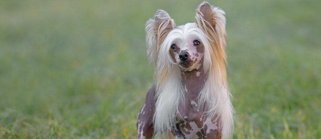 Most expensive pets – Chinese Crested dog