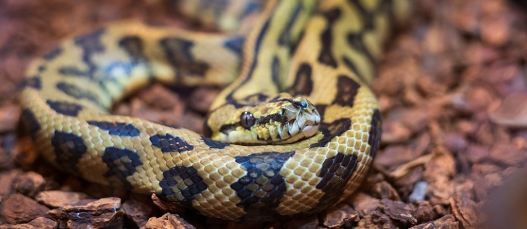 Most expensive pets – Striped Ball Python