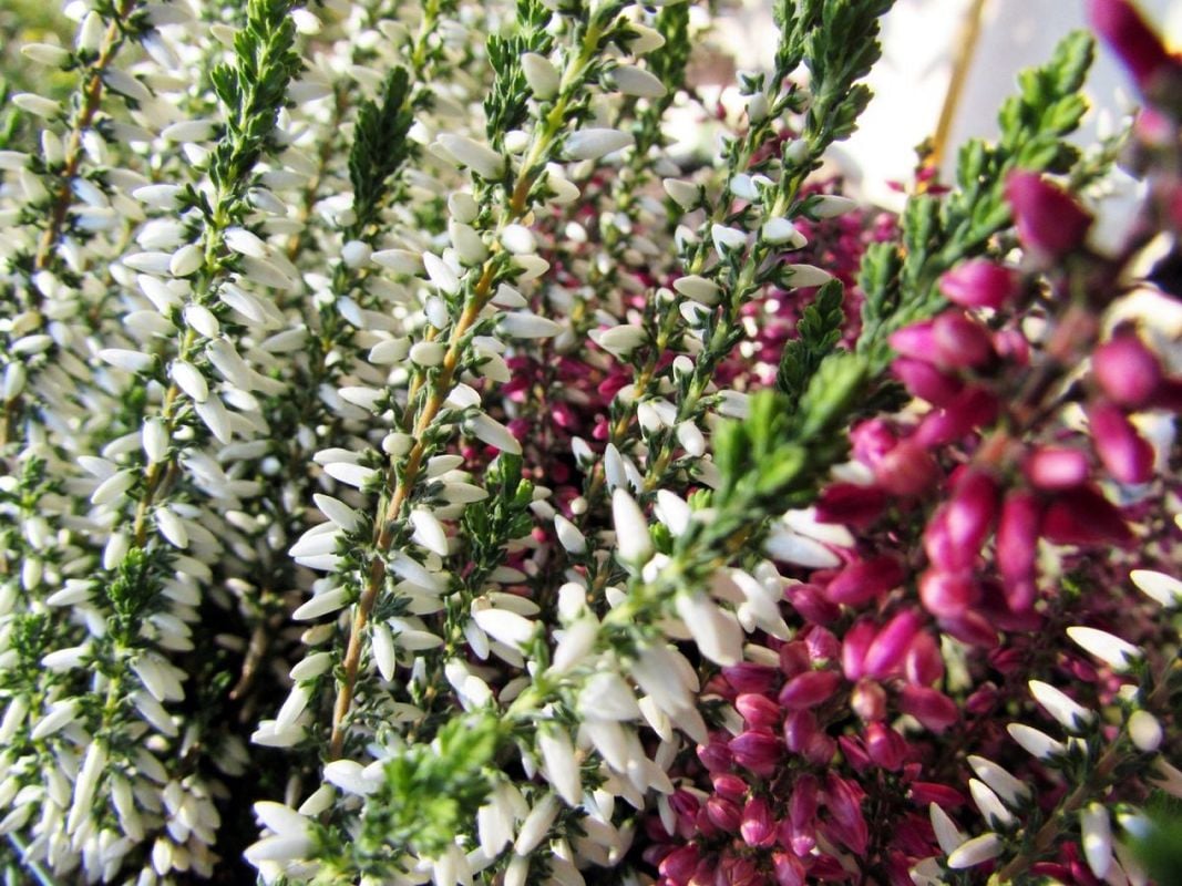 White heather is a rare lucky find