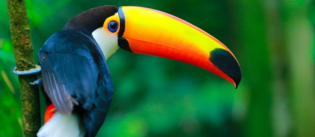 Most expensive pets – Toucan