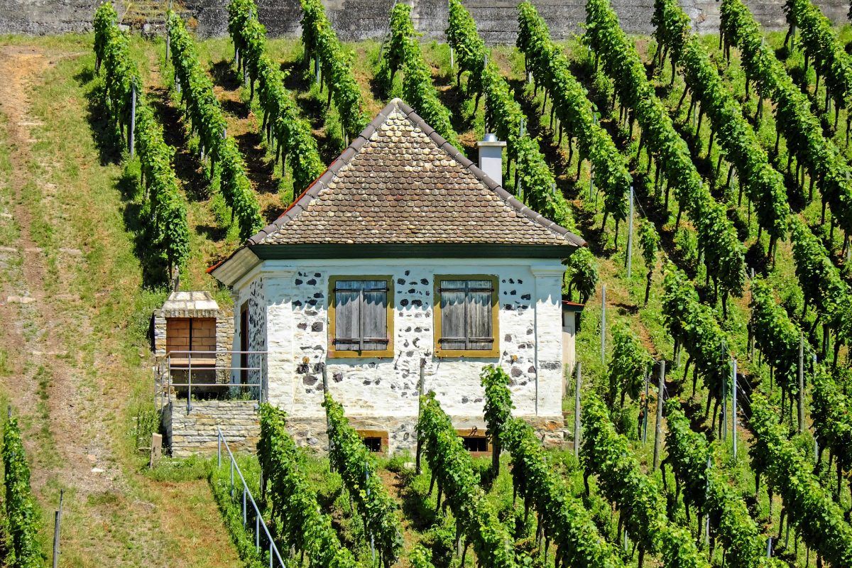 French vineyard