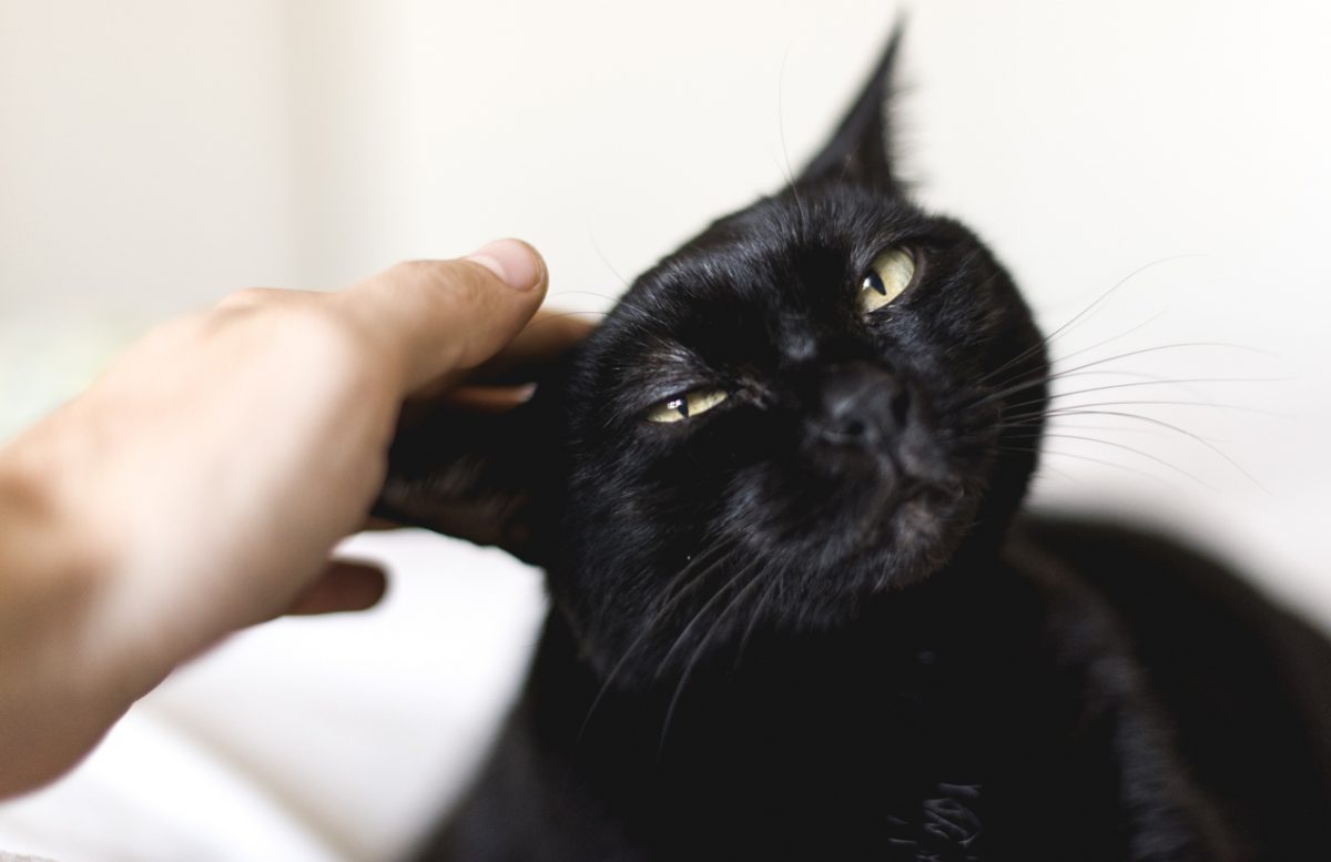 Black cat being petted
