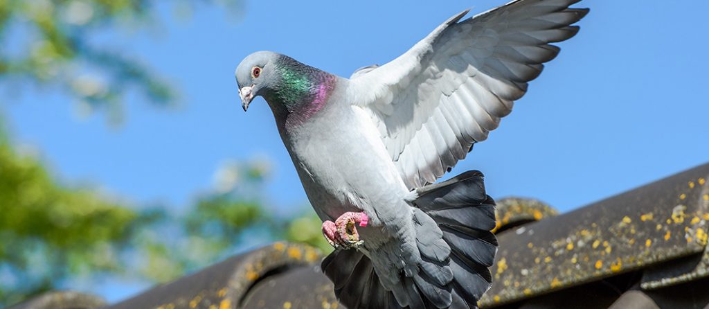 Most expensive pets – Racing Pigeons