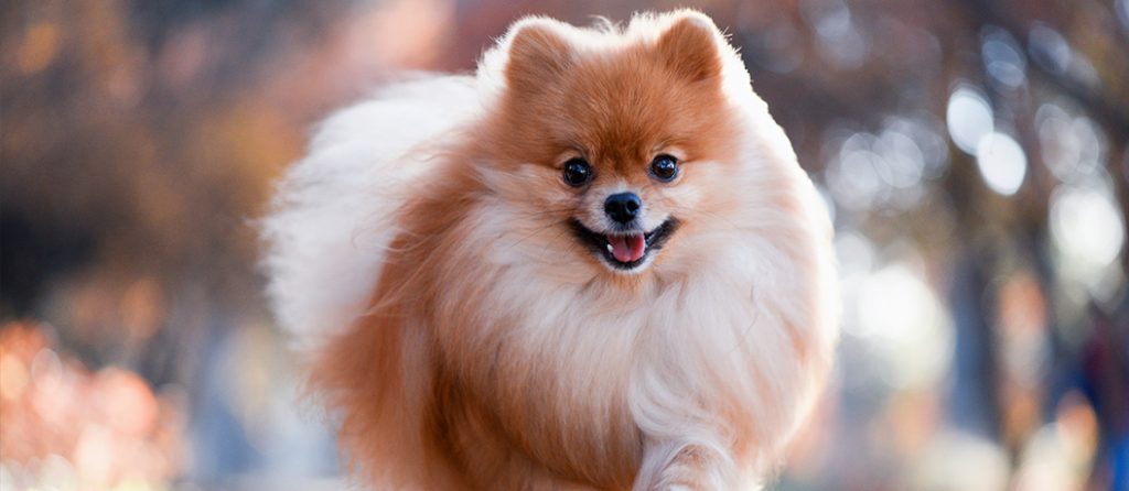 Most expensive pets – Mini Pomeranian