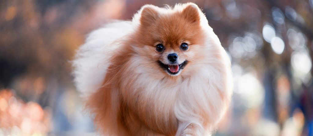 Most expensive pets – Mini Pomeranian