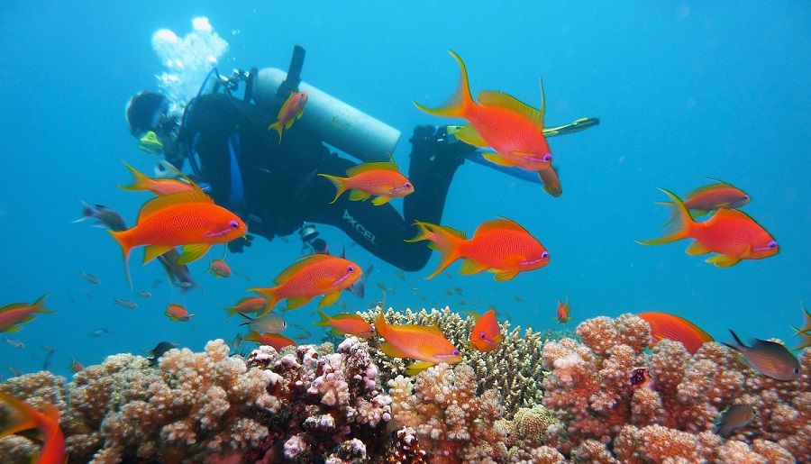 scuba diver in the Great Barrier Reef