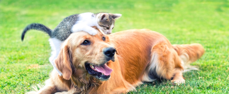 Support Dog & Cat Welfare   Win a Share of $191,000+ in Prizes