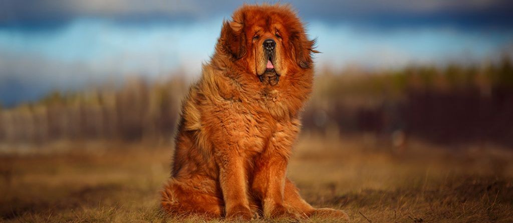Most expensive pets – Tibetan Mastiff