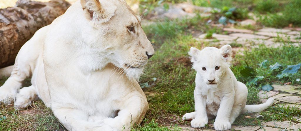 Most expensive pets – White Lion Cubs