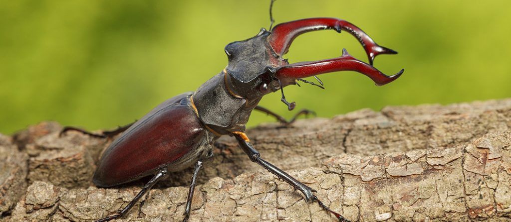 Most expensive pets – Stag Beetle